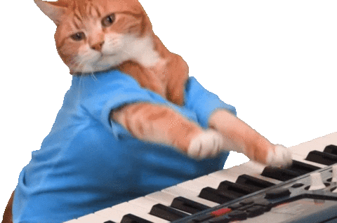 gatinho tocando teclado